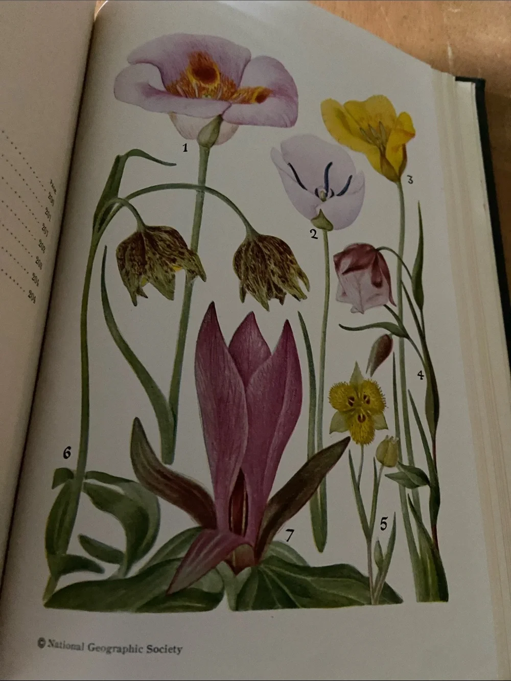 Flowers West Coast Botanical Book flower floral wildflower wildflowers plants hc